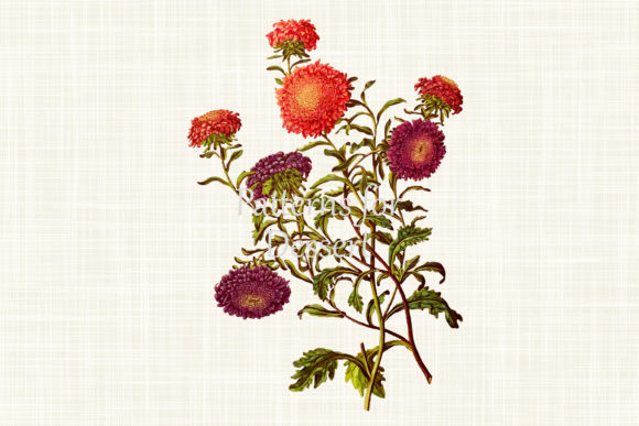 Pink Purple Aster Flower Clip Art: An Artistic Asset for Modern Projects