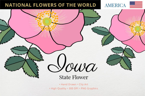 The Iowa State Flower and the Wild Rose in Creative Culture